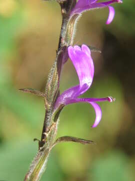 Image of polkadot-plant