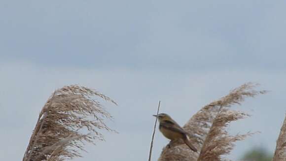 Image of Sedge Warbler