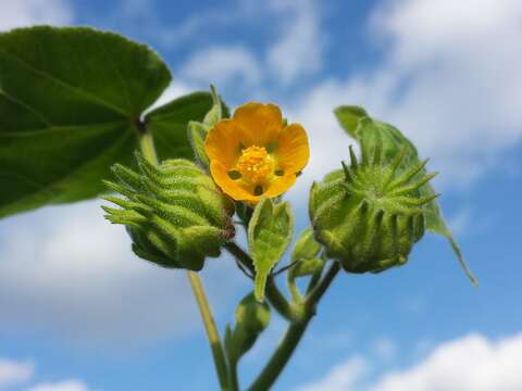 Imagem de Abutilon theophrasti Medik.