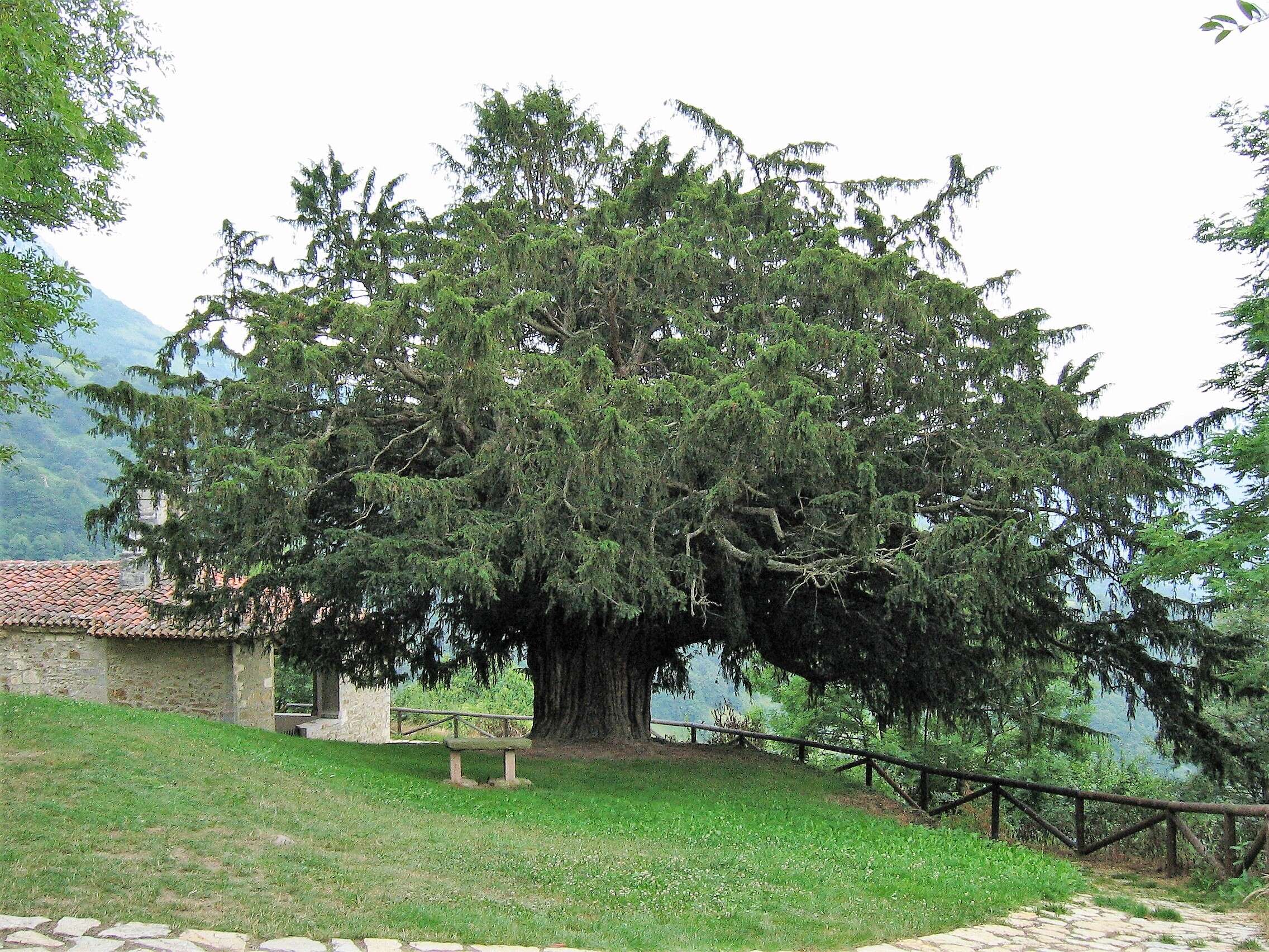 Image of English yew