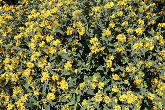 Image of shrubby Jerusalem sage