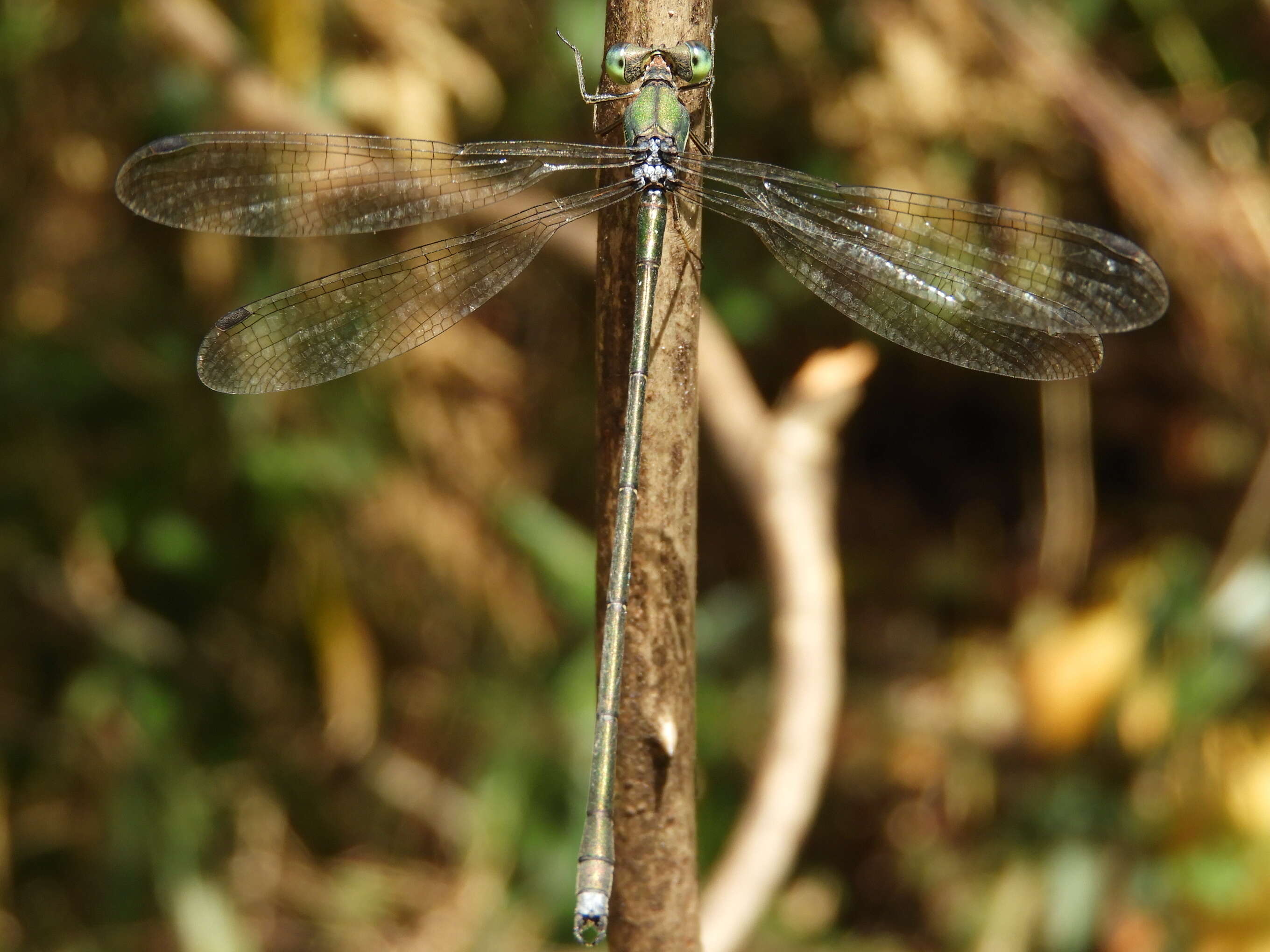 Image of Lestes temporalis Selys 1883