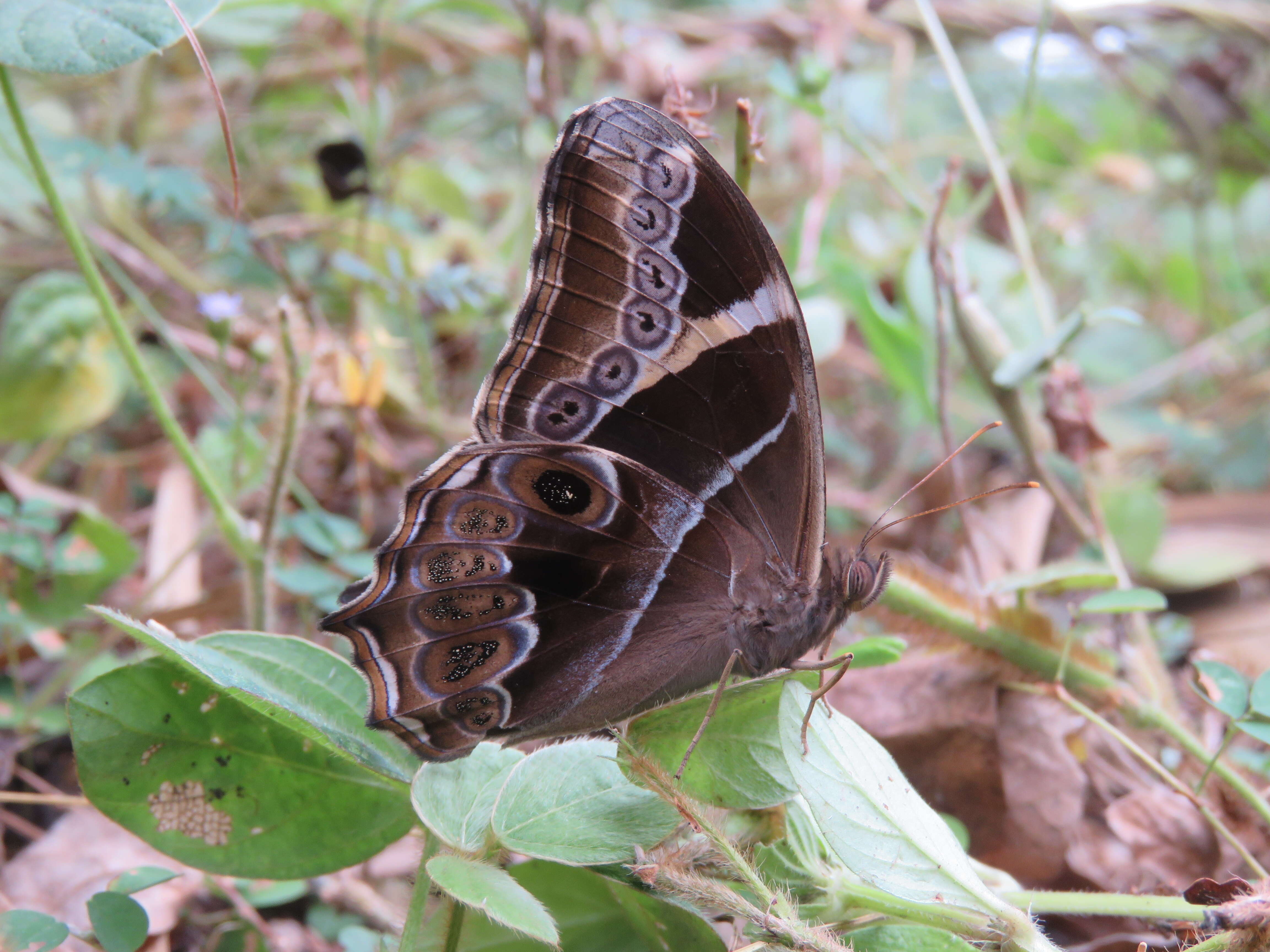 Image of Bamboo Tree Brown