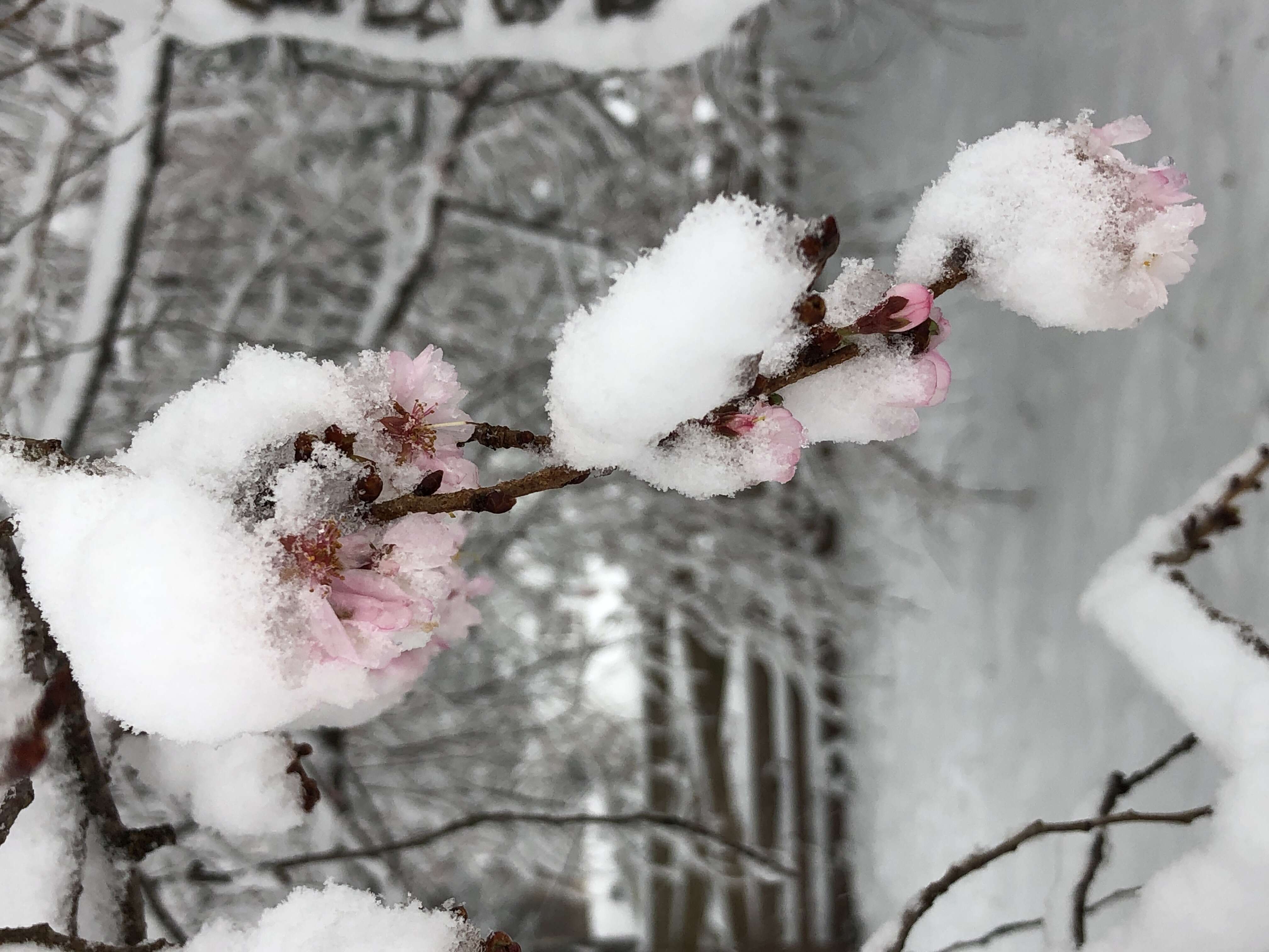 Plancia ëd Prunus subhirtella Miq.