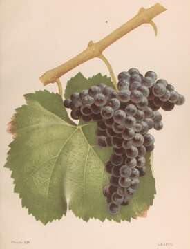 Image of wine grape