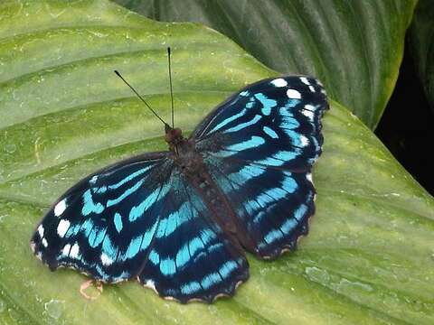 Image of Mexican Bluewing