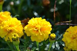 Image of French marigold