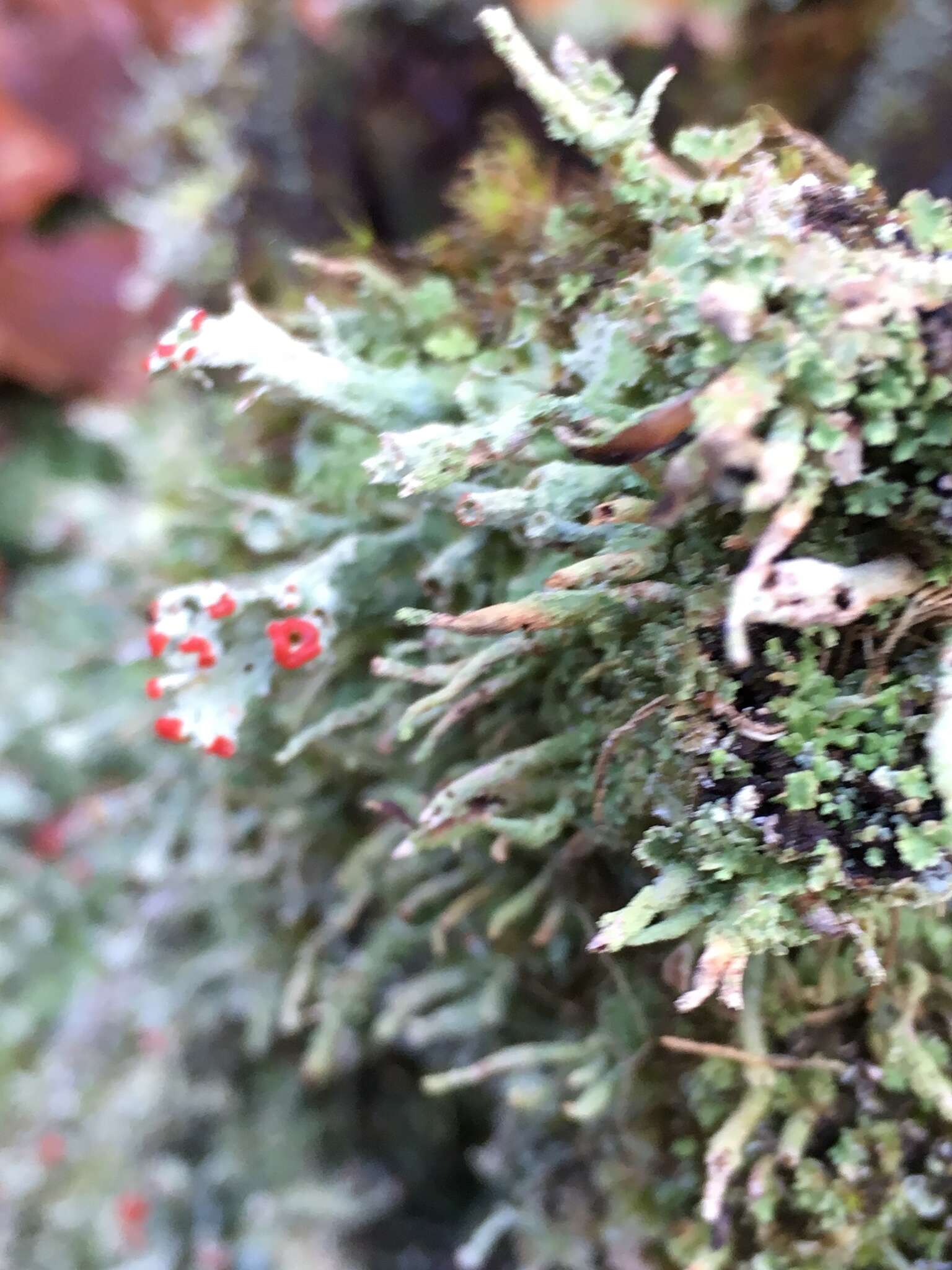 Слика од Cladonia digitata (L.) Hoffm.