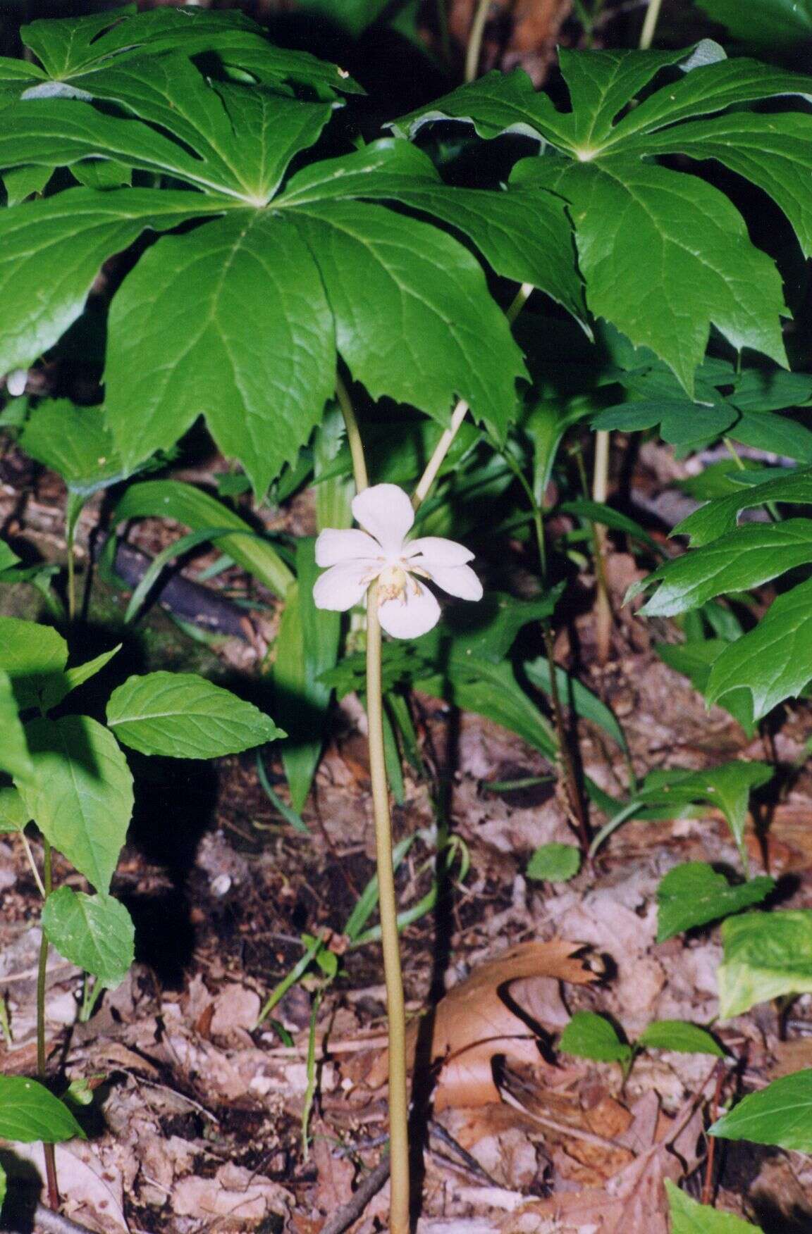 Image of mayapple