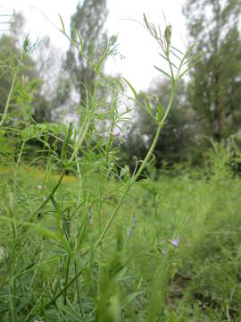 Imagem de Vicia tetrasperma (L.) Schreb.