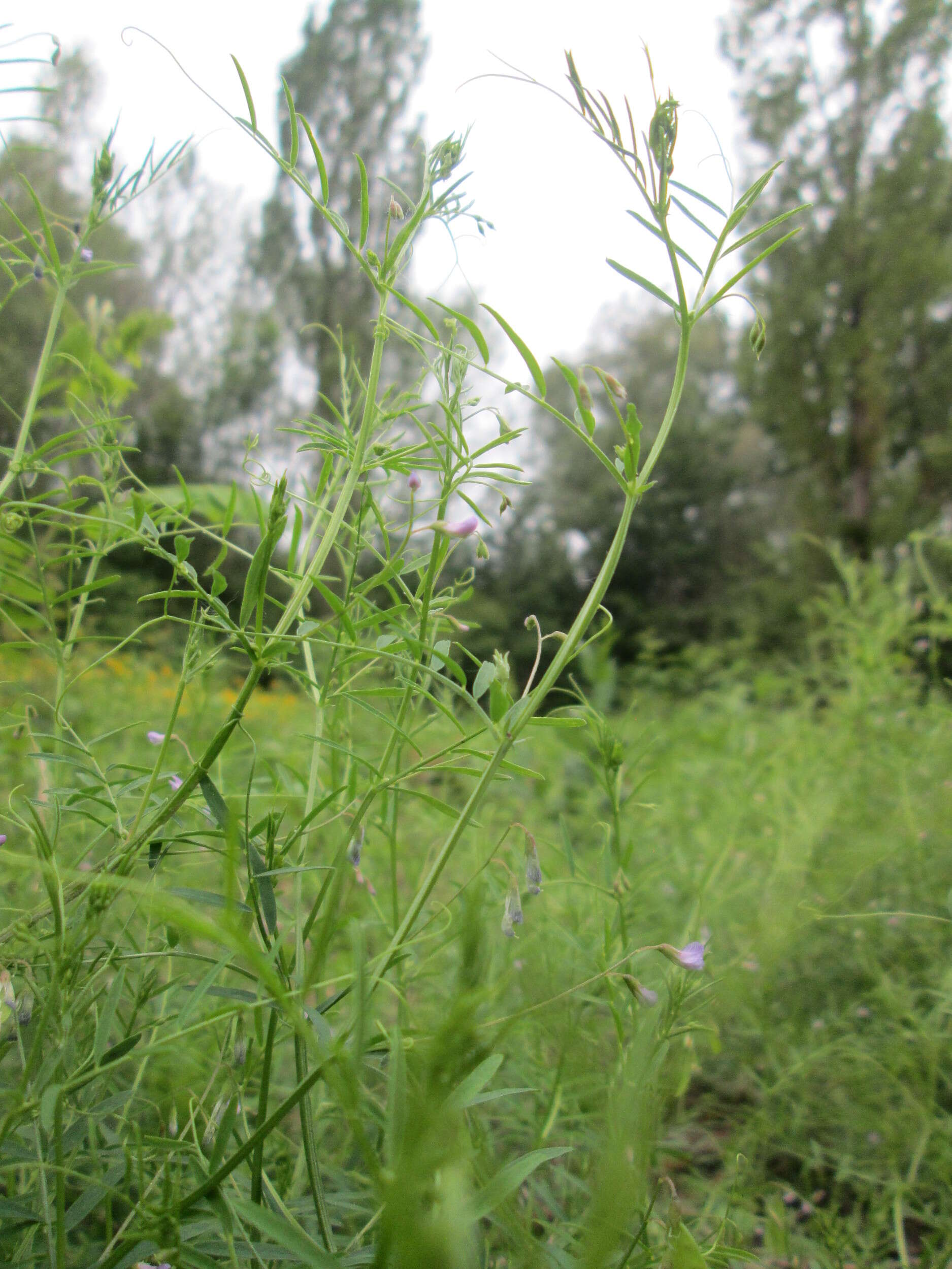 Image of lentil vetch