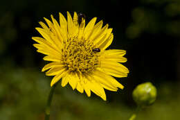 Silphium terebinthinaceum Jacq. resmi