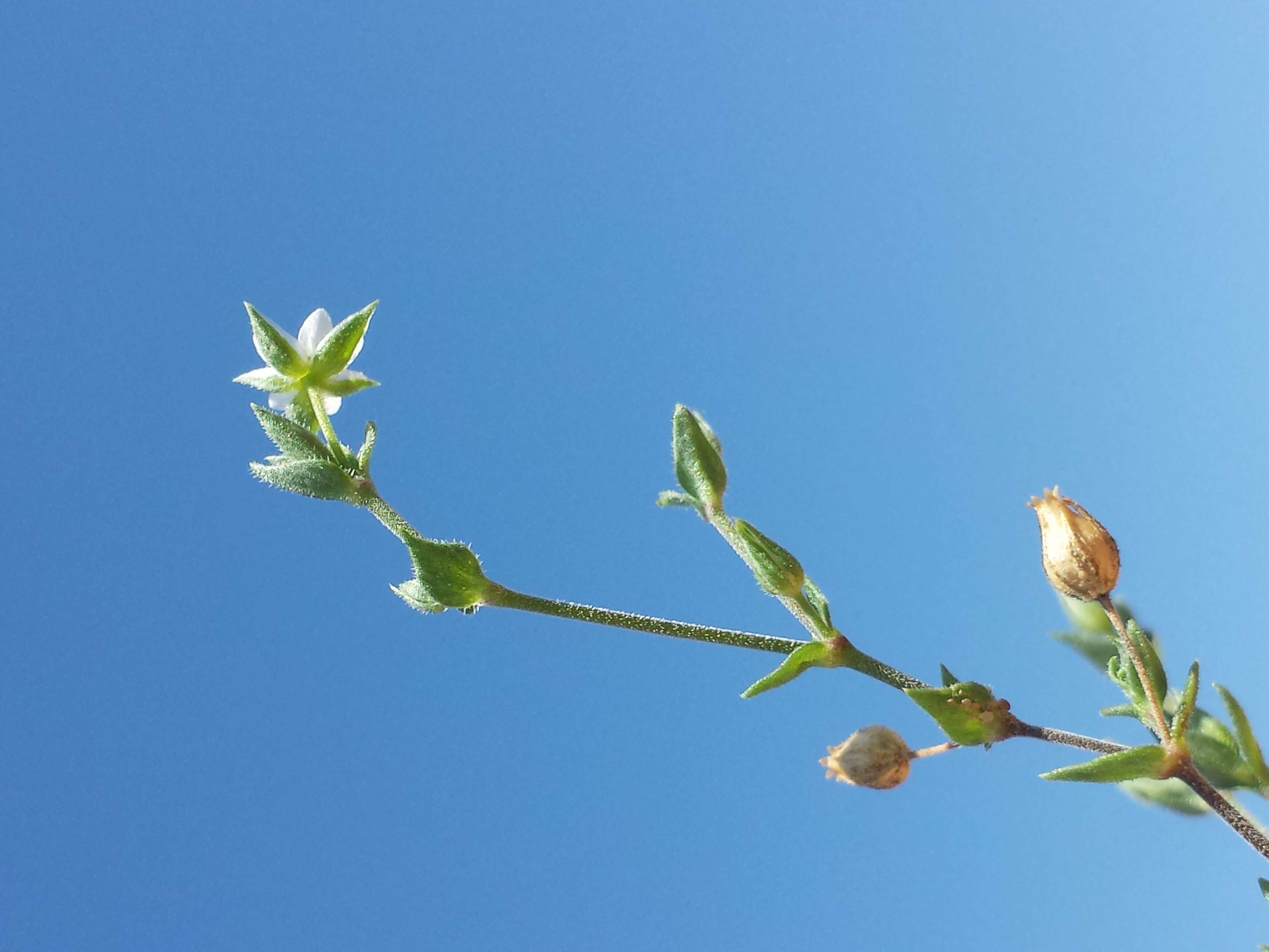 Imagem de Arenaria serpyllifolia L.