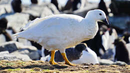 Image of Kelp Goose