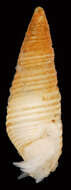 Image of Boonea impressa (Say 1822)