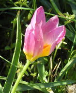 Image de Tulipa saxatilis Sieber ex Spreng.