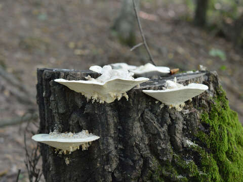 Image of Trametes gibbosa (Pers.) Fr. 1838