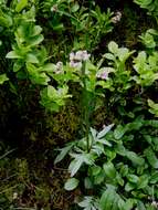 Image of marsh valerian