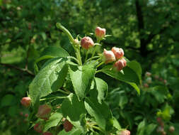 Image of Manchurian crab apple