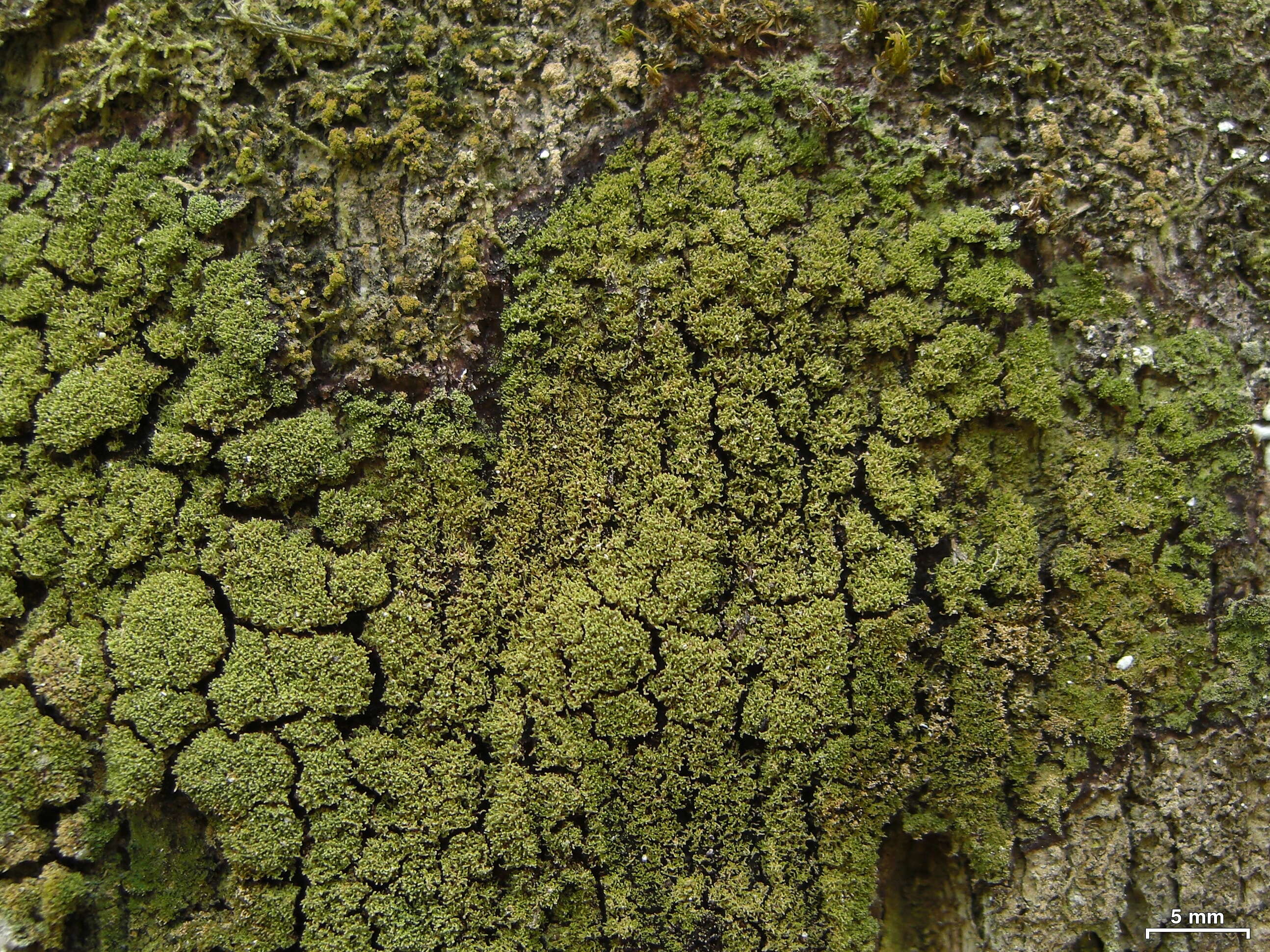 Image of phyllopsora lichen