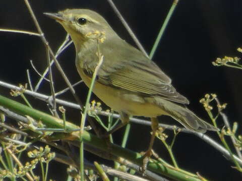 Image of Willow Warbler