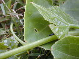 Image of ivy gourd