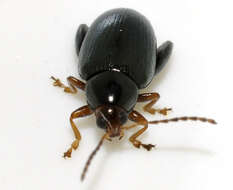 Image of Cabbage-stem flea beetle