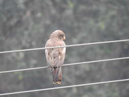 Image of White-eyed Buzzard