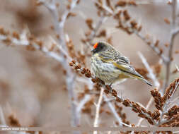 Image of Fire-fronted Serin