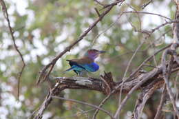 Image of Lilac-breasted Roller