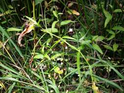 Image of Marsh Speedwell