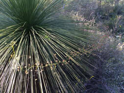 Image of Drosera macrantha Endl.