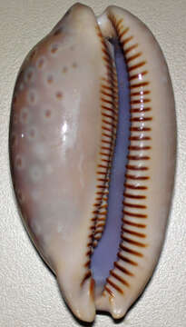 Image of measled cowrie