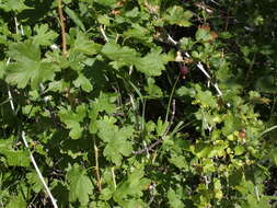 Image of whitestem gooseberry