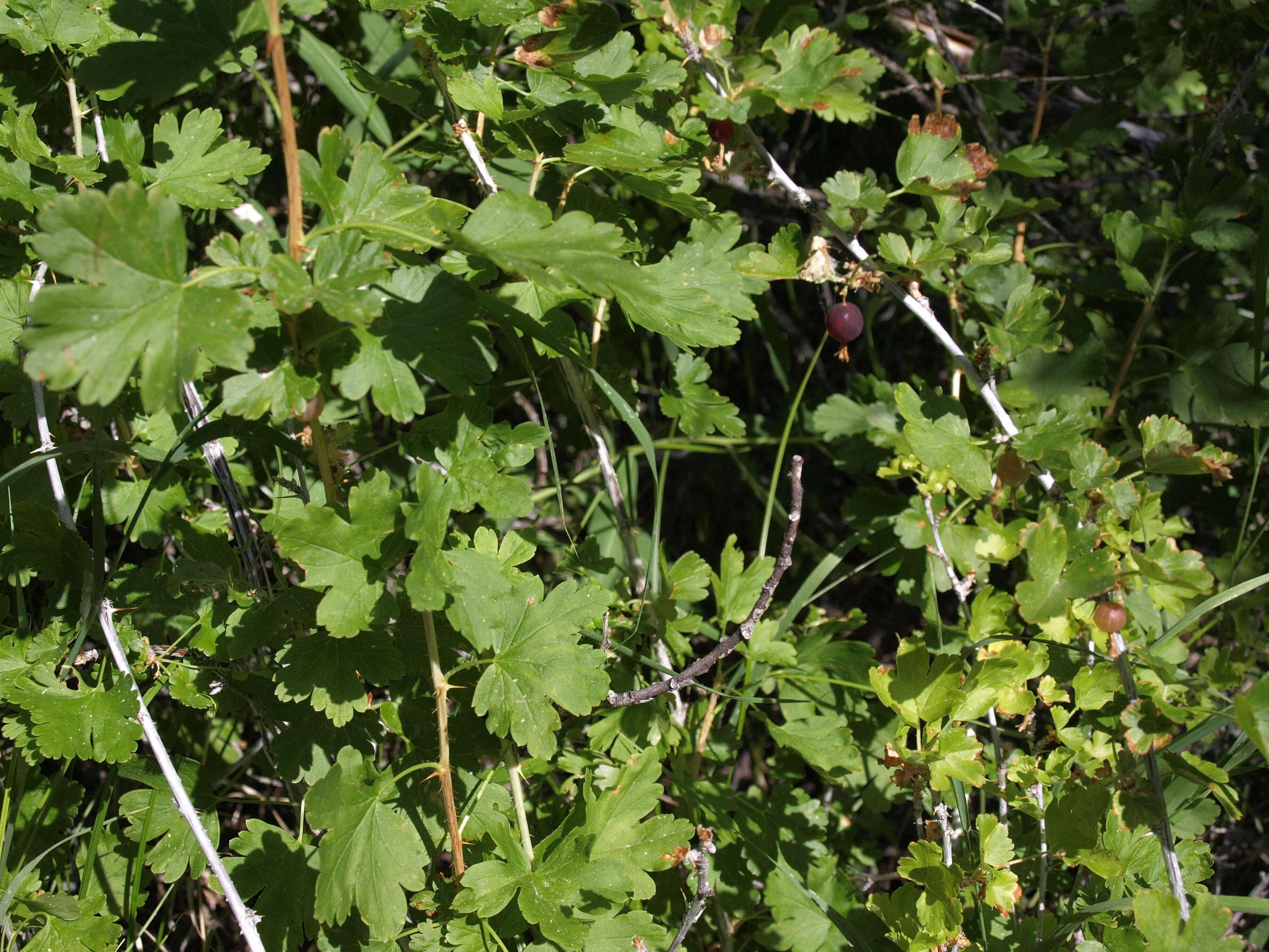 Image of whitestem gooseberry