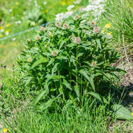 Centaurea nervosa Willd. resmi