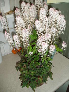 Image of Heartleaved foamflower