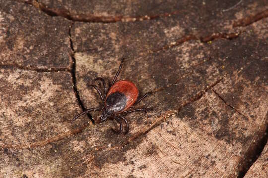 Image of Ixodes ricinus (Linnaeus 1758)