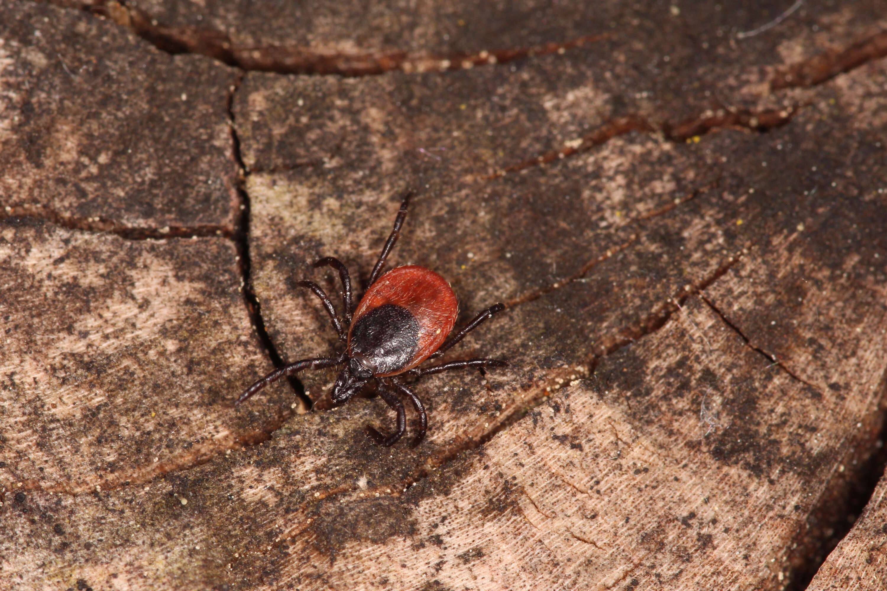 Image of Common sheep tick