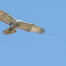 Image of Buteo jamaicensis kriderii