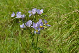 Image of Exacum tetragonum Roxb.