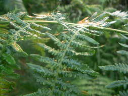 Image of Bracken