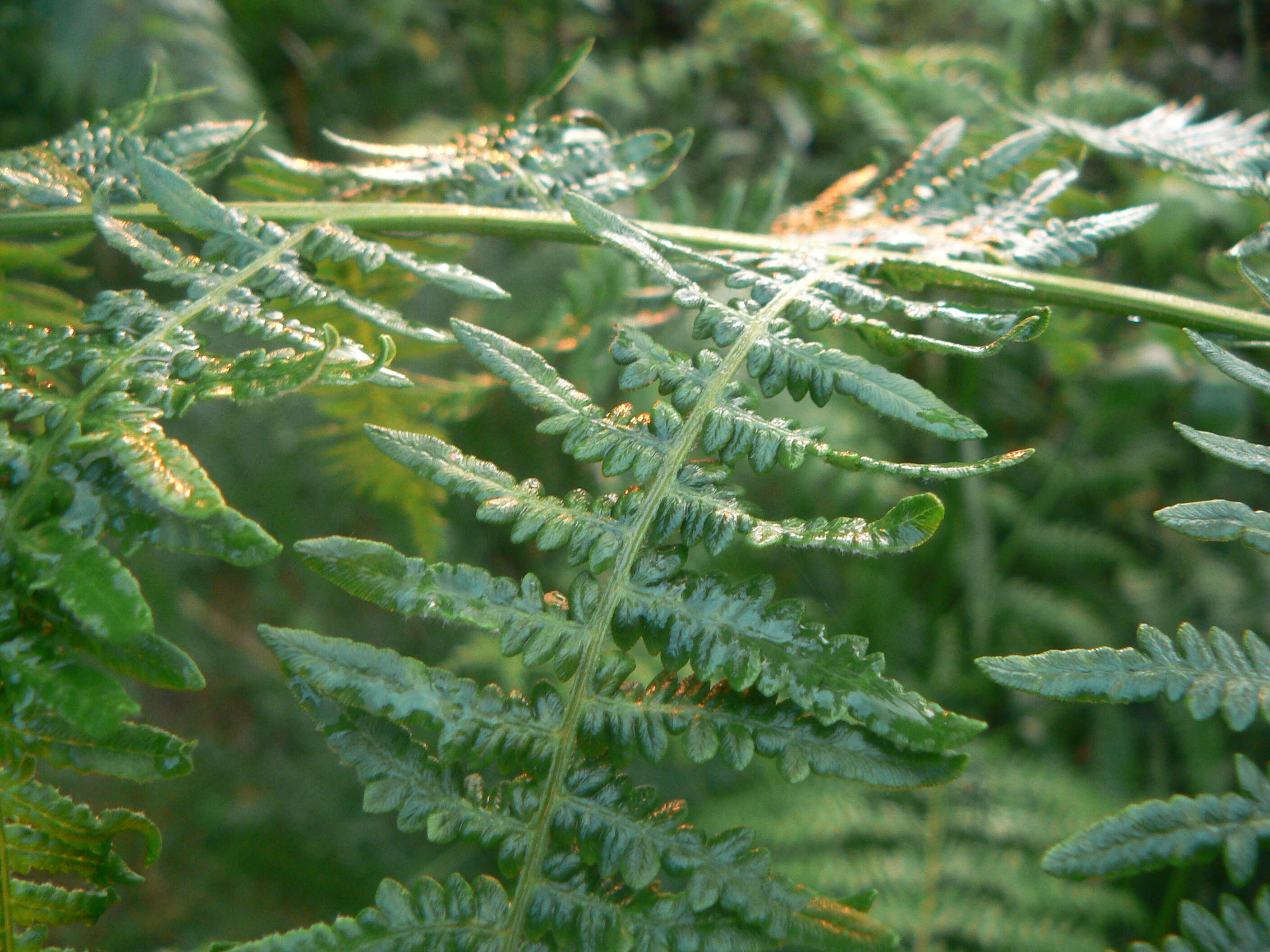 Image of Bracken