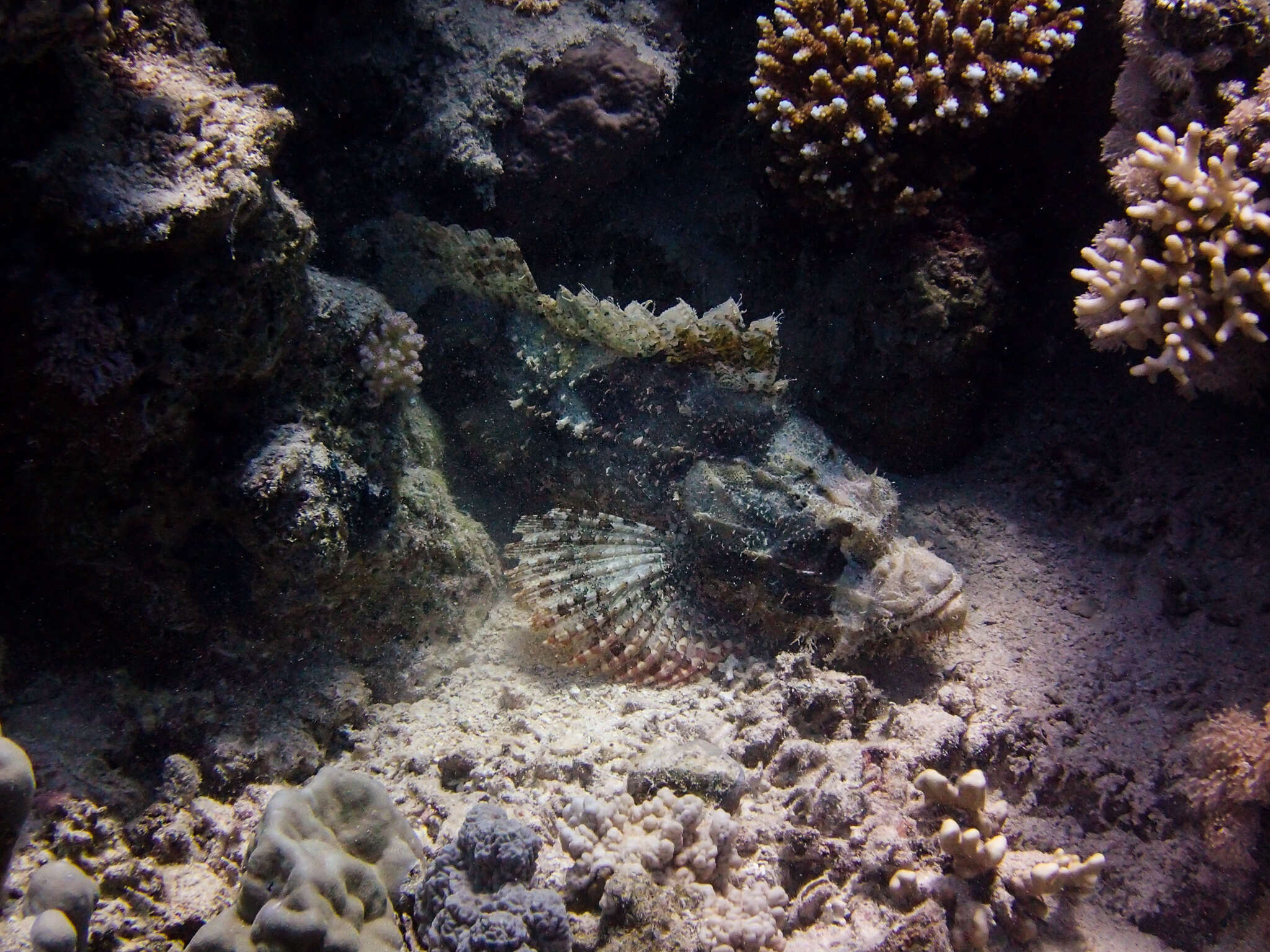 Image of Estuarine stonefish