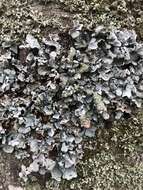 Image of Hammered shield lichen