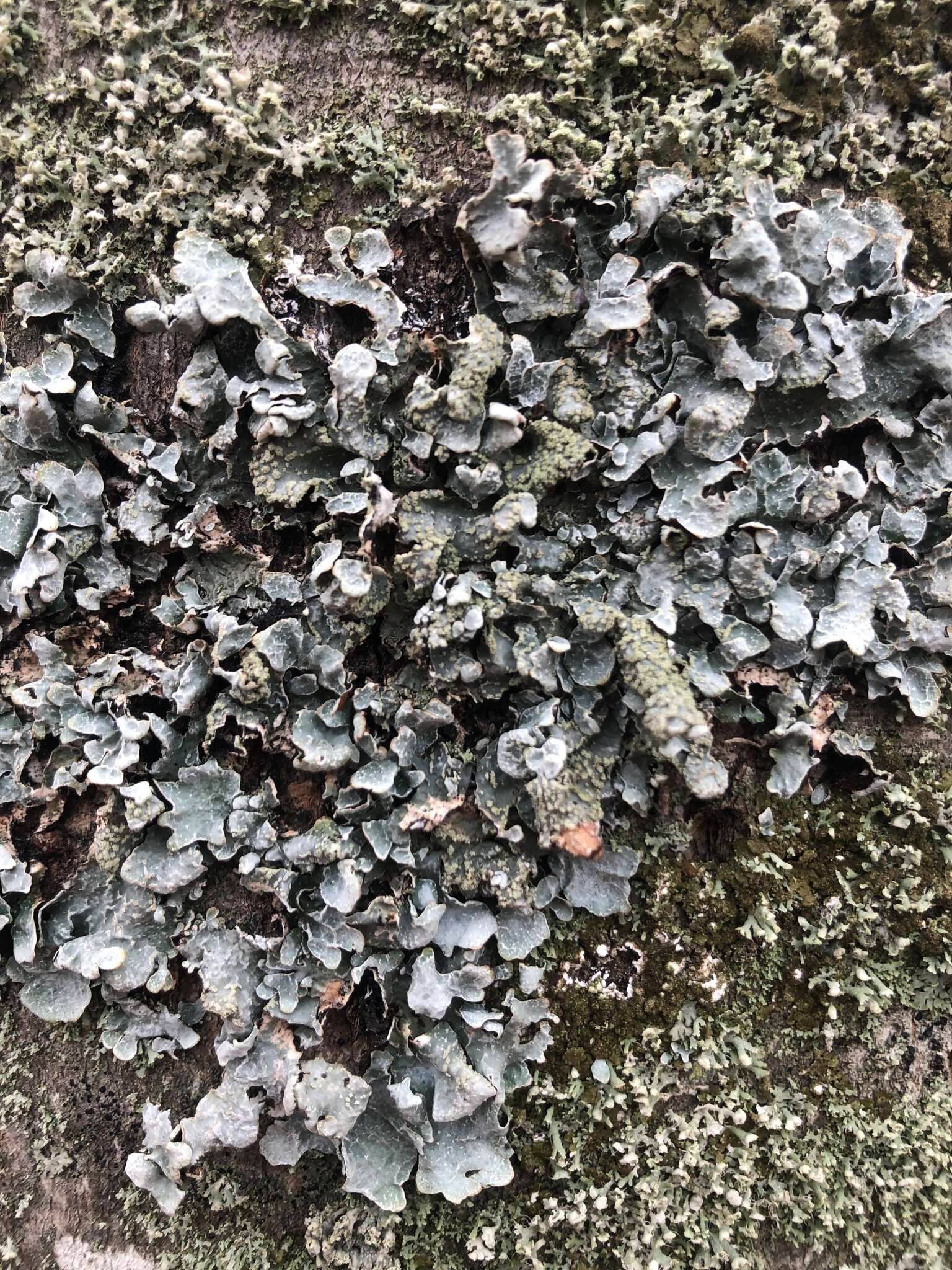 Image of Hammered shield lichen