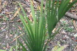 Image of Sabal rosei (O. F. Cook) Becc.