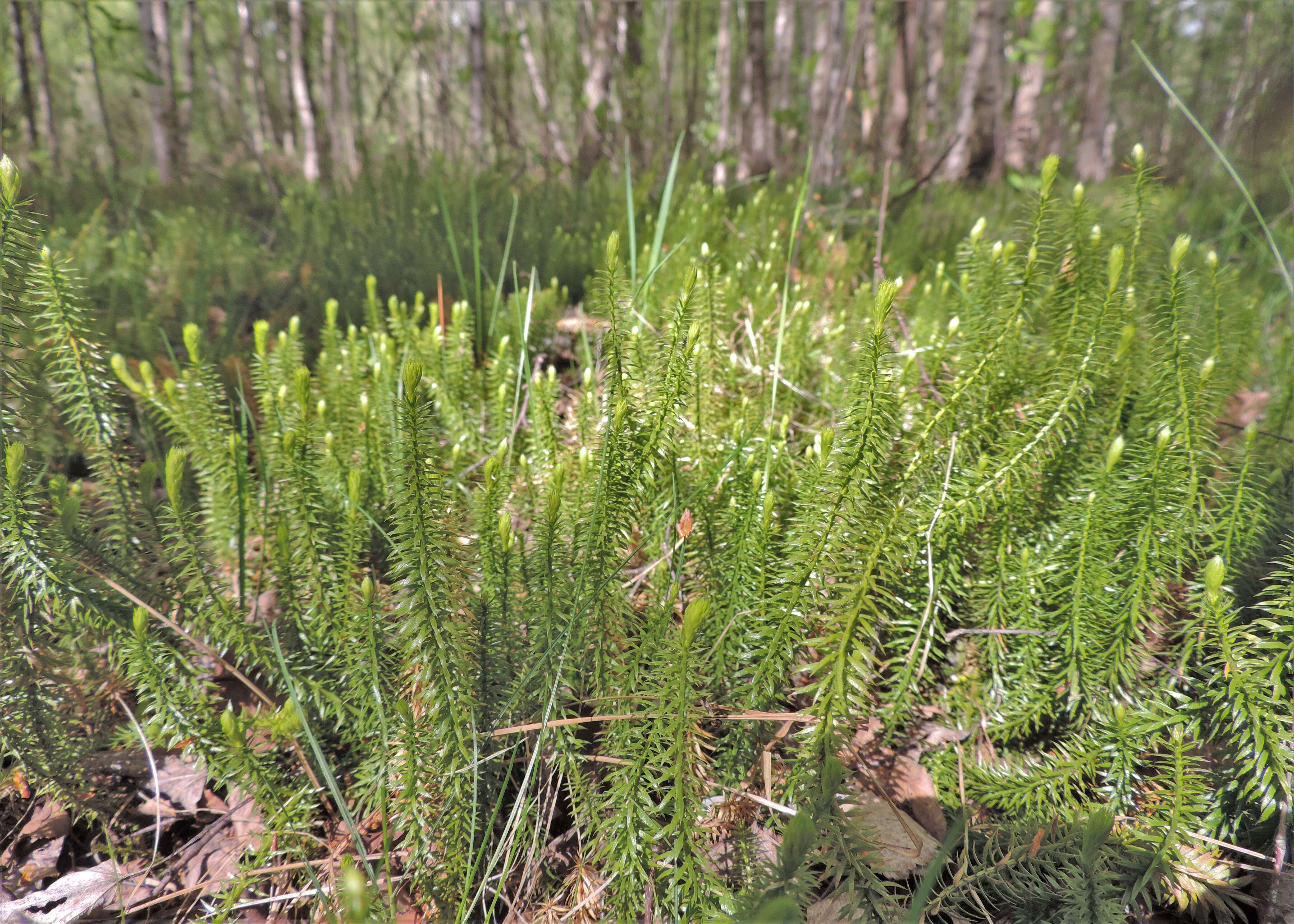 Image of interrupted clubmoss