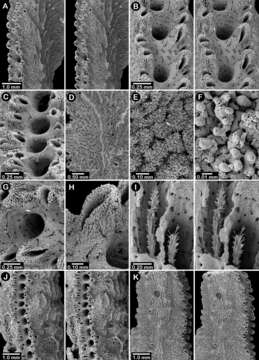 Image of Lace corals