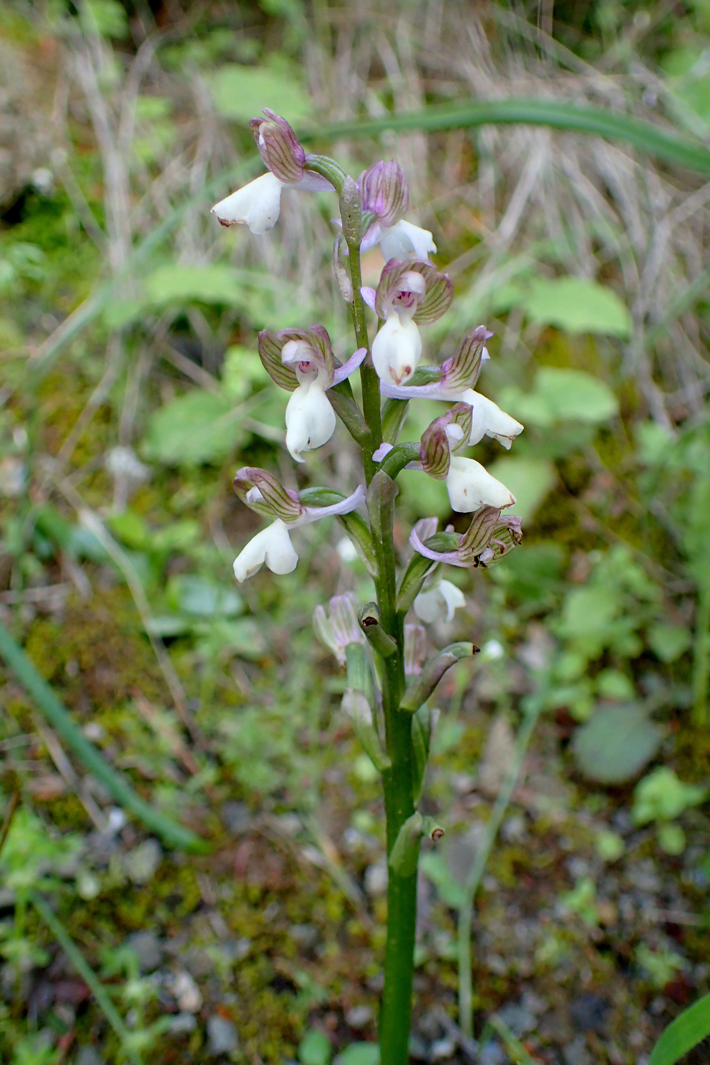 Image of Anacamptis morio subsp. syriaca (E. G. Camus) H. Kretzschmar, Eccarius & H. Dietr.